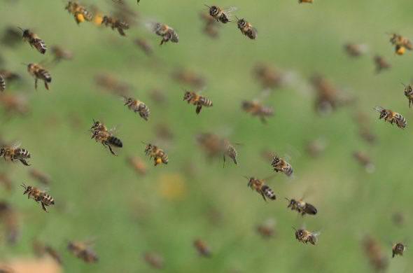 abeilles en vol sur fond vert