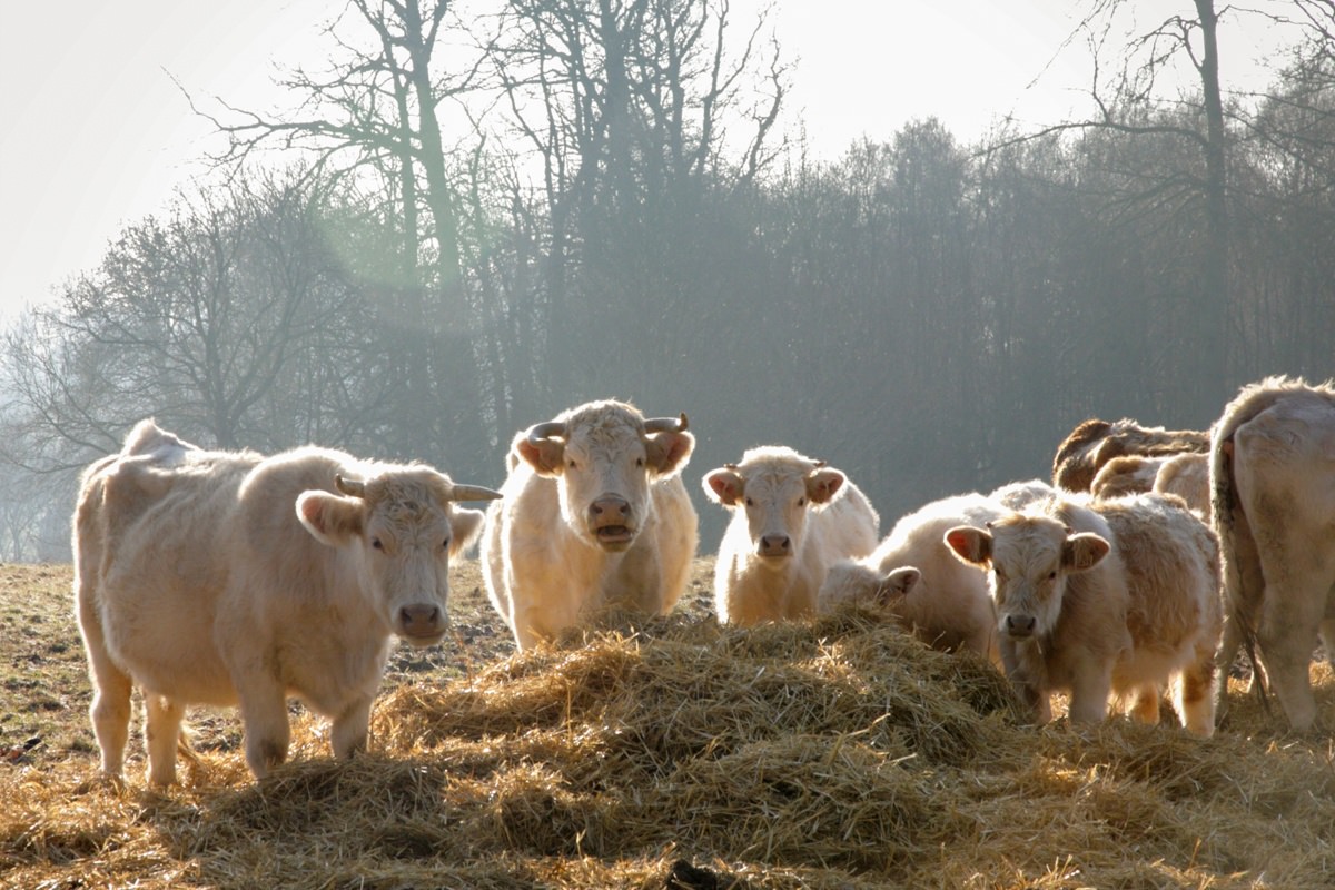 Aide aux petits investissements agricoles  Eure en Normandie