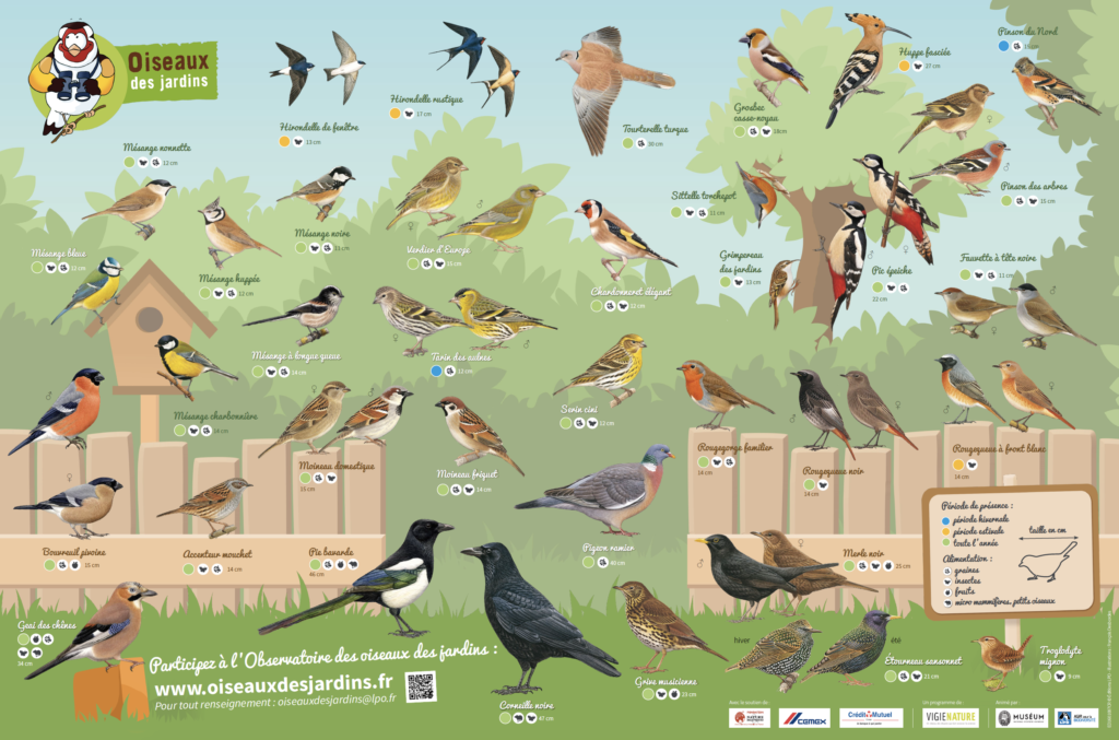 Poster des oiseaux des jardins