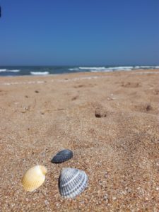 coquillage sur le sable