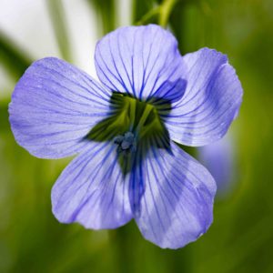 Fleur de lin bleue
