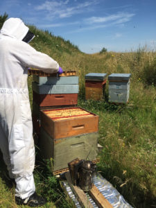 Apiculteur avec son vêtement de protection en train d'ouvrir une ruche