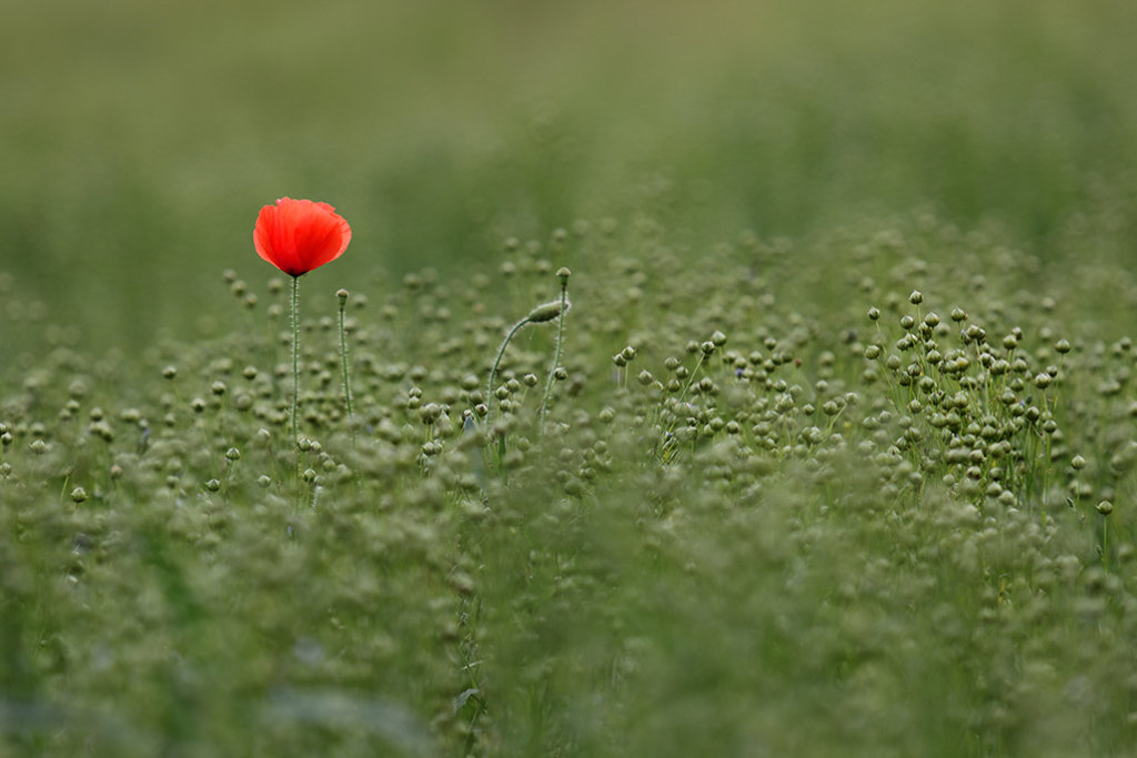 un coquelicot rouge dans un champ tout vert