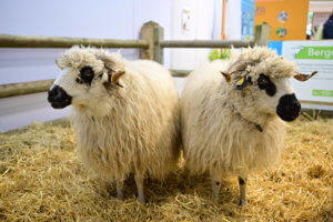 deux moutons blancs