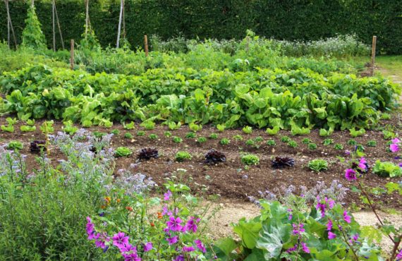 Création de jardins partagés et solidaires, jardins ouvriers et familiaux