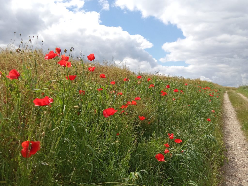 multiples coquelicots dans un champs