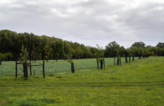 Aide à la plantation de haies