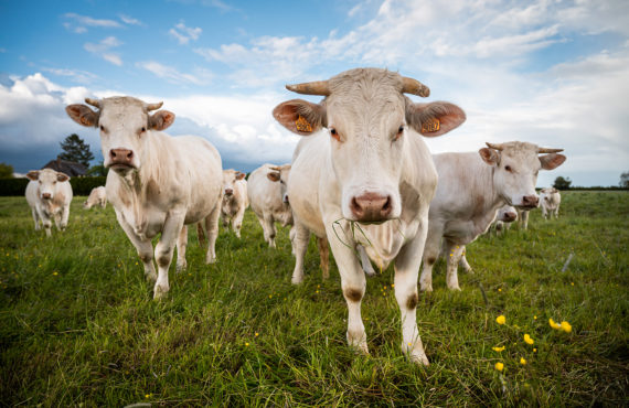 Aide aux petits investissements agricoles