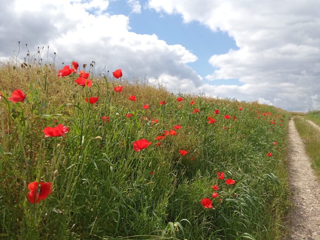 Prix des collegiens champs de coquelicot