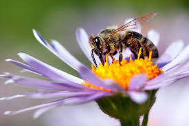 abeille