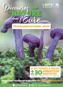 quatre champignons violets sur un tapis de mousse verte
