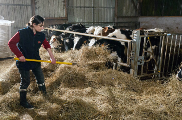 vache et personne en train de donner du foin