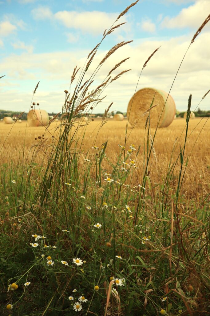 gagnant-2024-Catégorie grand public-Anne-Marie Caze