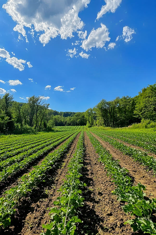 Lush Organic Farm Scene with Green Crops under a Bright Blue Sky ressource en eau 2