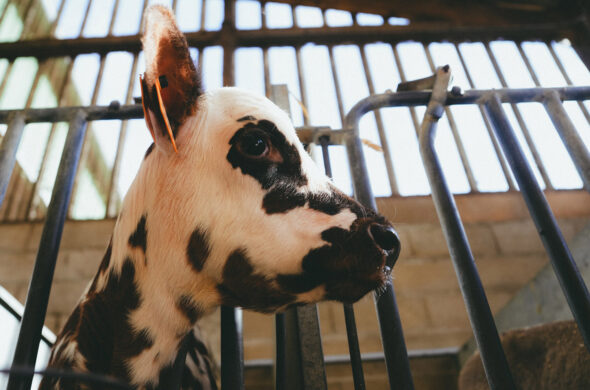 vache noire et blanche